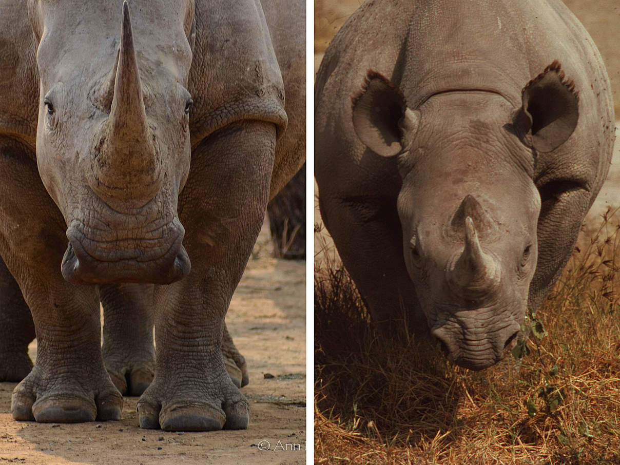Breitmaul- (links) und Spitzmaulnashorn (rechts) © Ann Marie DiLorenzo / Michel Terrettaz / WWF