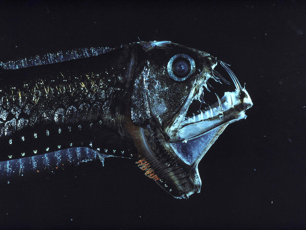 Der Vipernfisch leuchtet durch Biolumineszenz