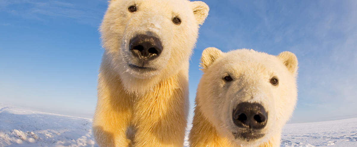 Zwei neugierige Eisbären © naturepl.com / Steven Kazlowski / WWF