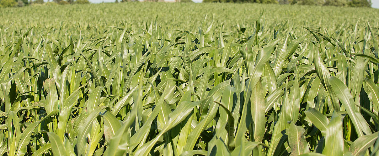 Maisfeld in Mecklenburg-Vorpommern © Sonja Ritter / WWF