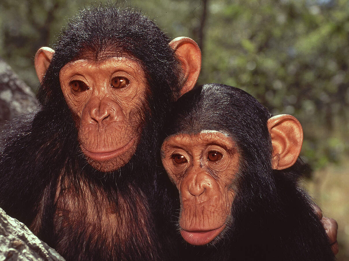 Zwei Schimpansen ruhen sich aus