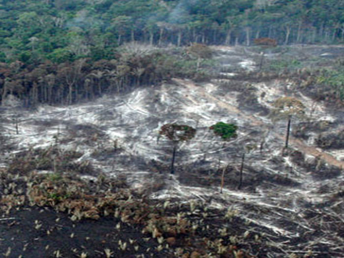 Das brasilianische Waldgesetz gefährdet riesige Waldflächen. © WWF-Brazil / Juvenal Pereira