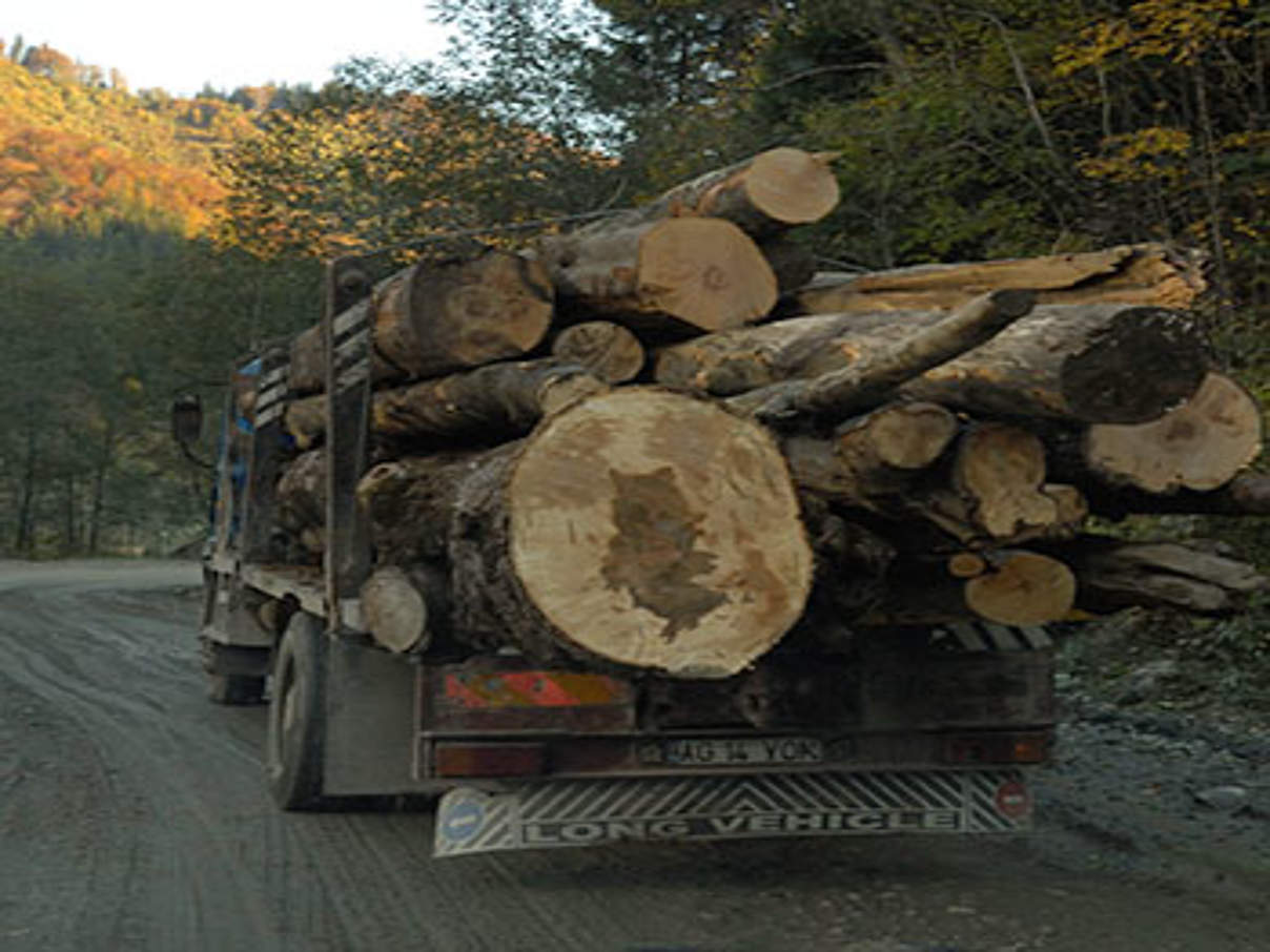 Holztransport in Rumänien © Wildwonders of Europe / Cornelia Doerr / WWF