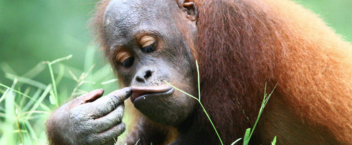 Borneo-Orang-Utan © WWF-Malaysia / Lee Shan Khee