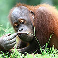 Borneo-Orang-Utan © WWF-Malaysia / Lee Shan Khee