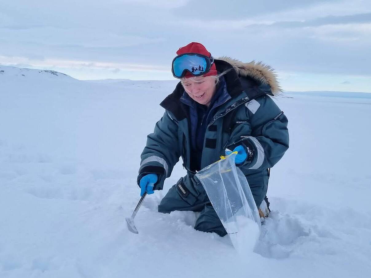 Micaela Hellstrom sammelt Schnee mit Eisbär-DNA © WWF / Melanie Lancaster