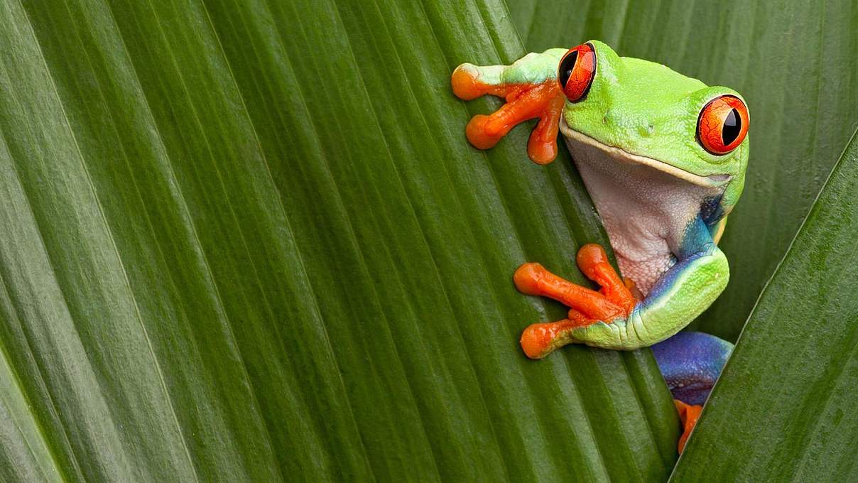 Rotaugenlaubfrosch auf grünem Blatt © Getty Images