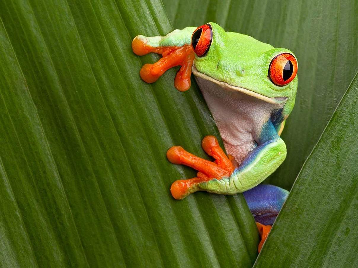 Rotaugenlaubfrosch auf grünem Blatt © Getty Images