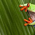 Rotaugenlaubfrosch auf grünem Blatt © Getty Images