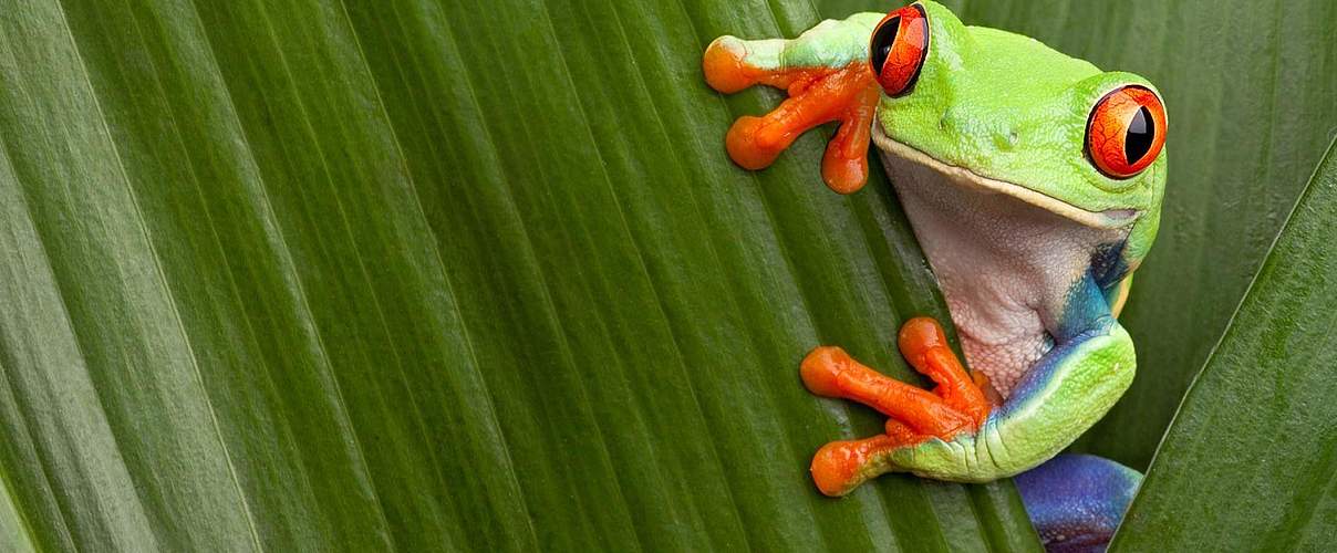Rotaugenlaubfrosch auf grünem Blatt © Getty Images