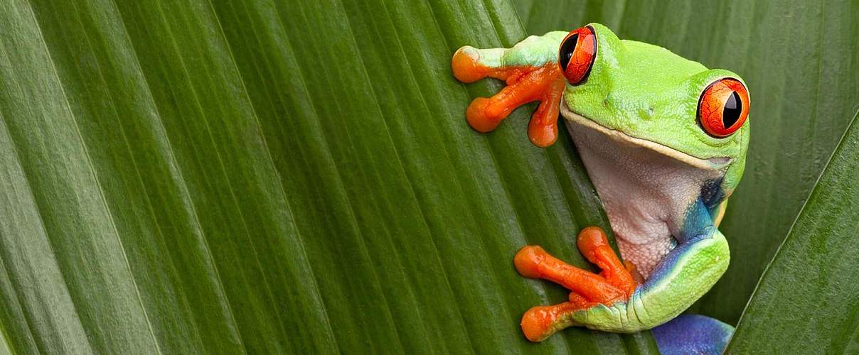 Rotaugenlaubfrosch auf grünem Blatt © Getty Images