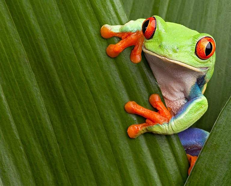 Rotaugenlaubfrosch auf grünem Blatt © Getty Images