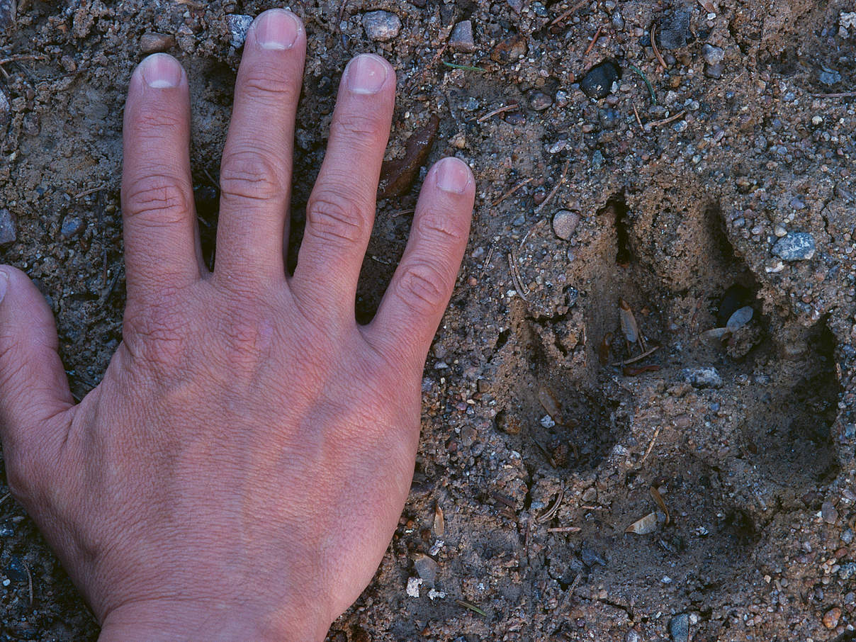 Abdruck einer Wolfspfote im Größenvergleich mit einer menschlichen Hand © Staffan Widstrand / WWF