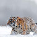Amur-Tiger im Schnee © Shutterstock / Ondrej Prosicky / WWF International
