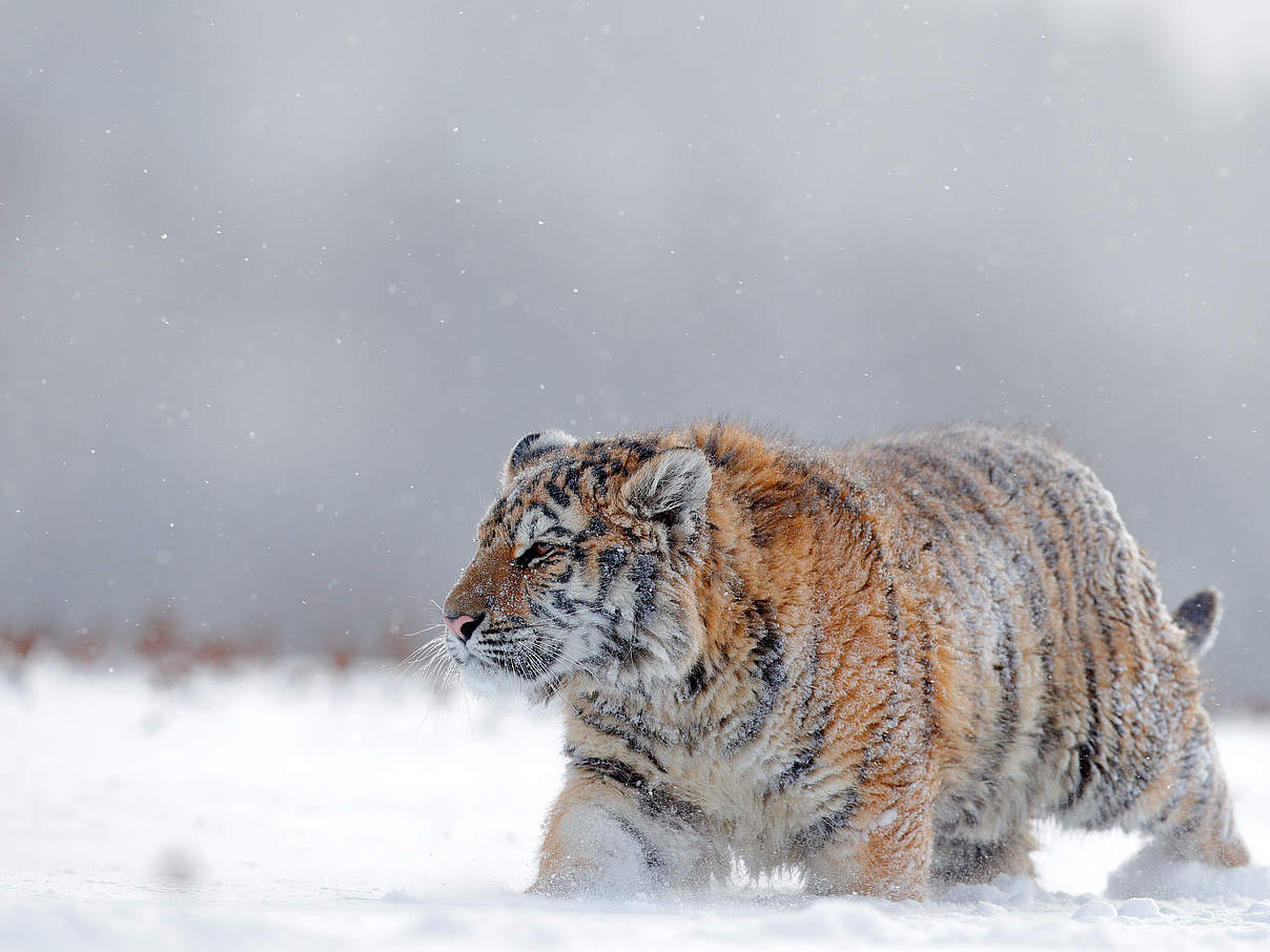 Amur-Tiger im Schnee © Shutterstock / Ondrej Prosicky / WWF-International