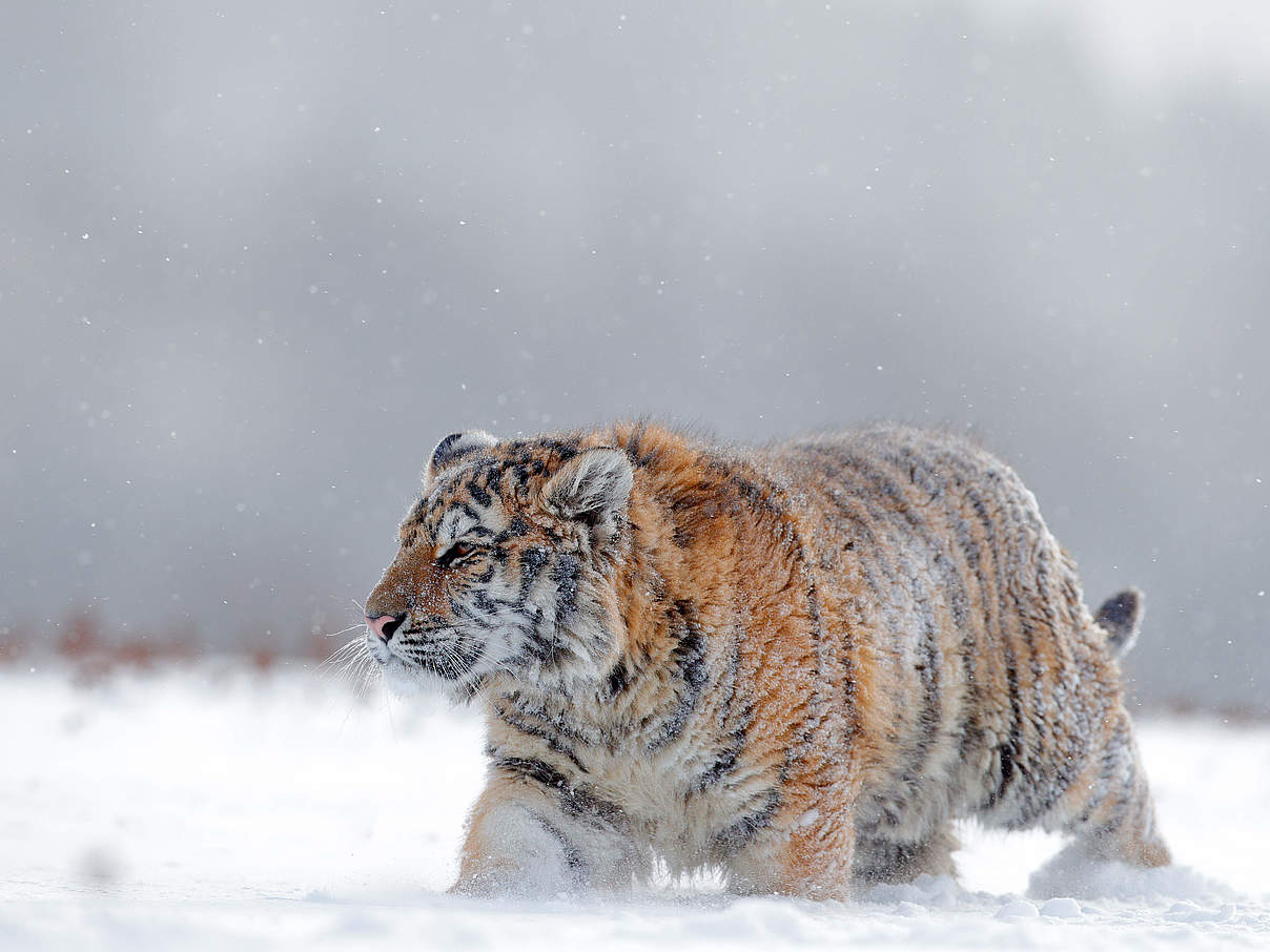 Amur-Tiger im Schnee © Shutterstock / Ondrej Prosicky / WWF International