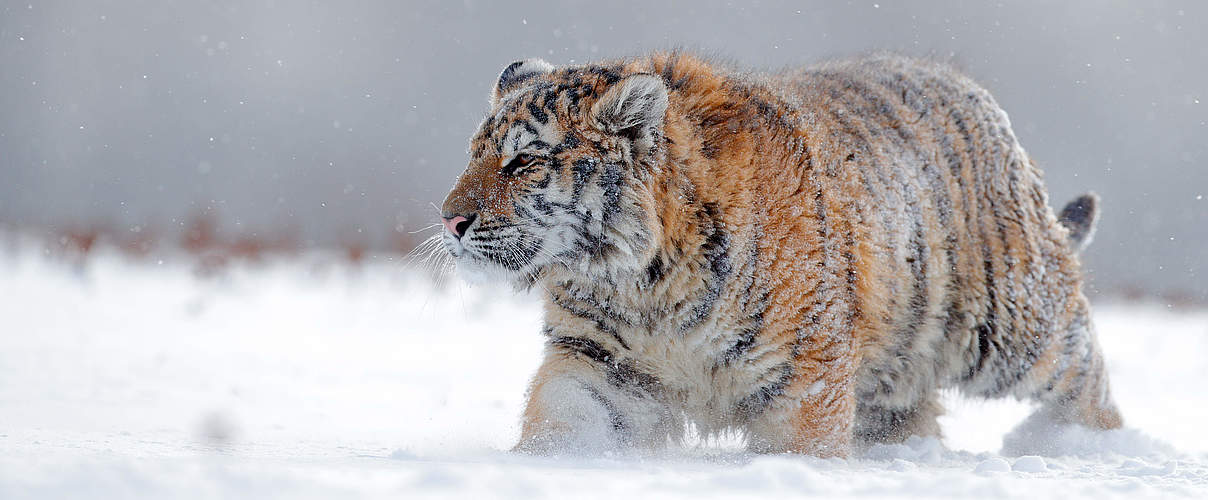 Amur-Tiger im Schnee © Shutterstock / Ondrej Prosicky / WWF International