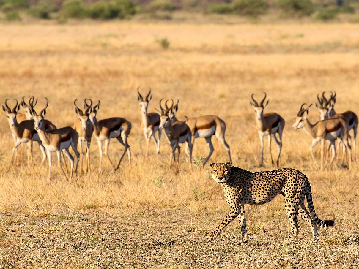 Gepard auf der Jagd © Jeff Muller / WWF USA