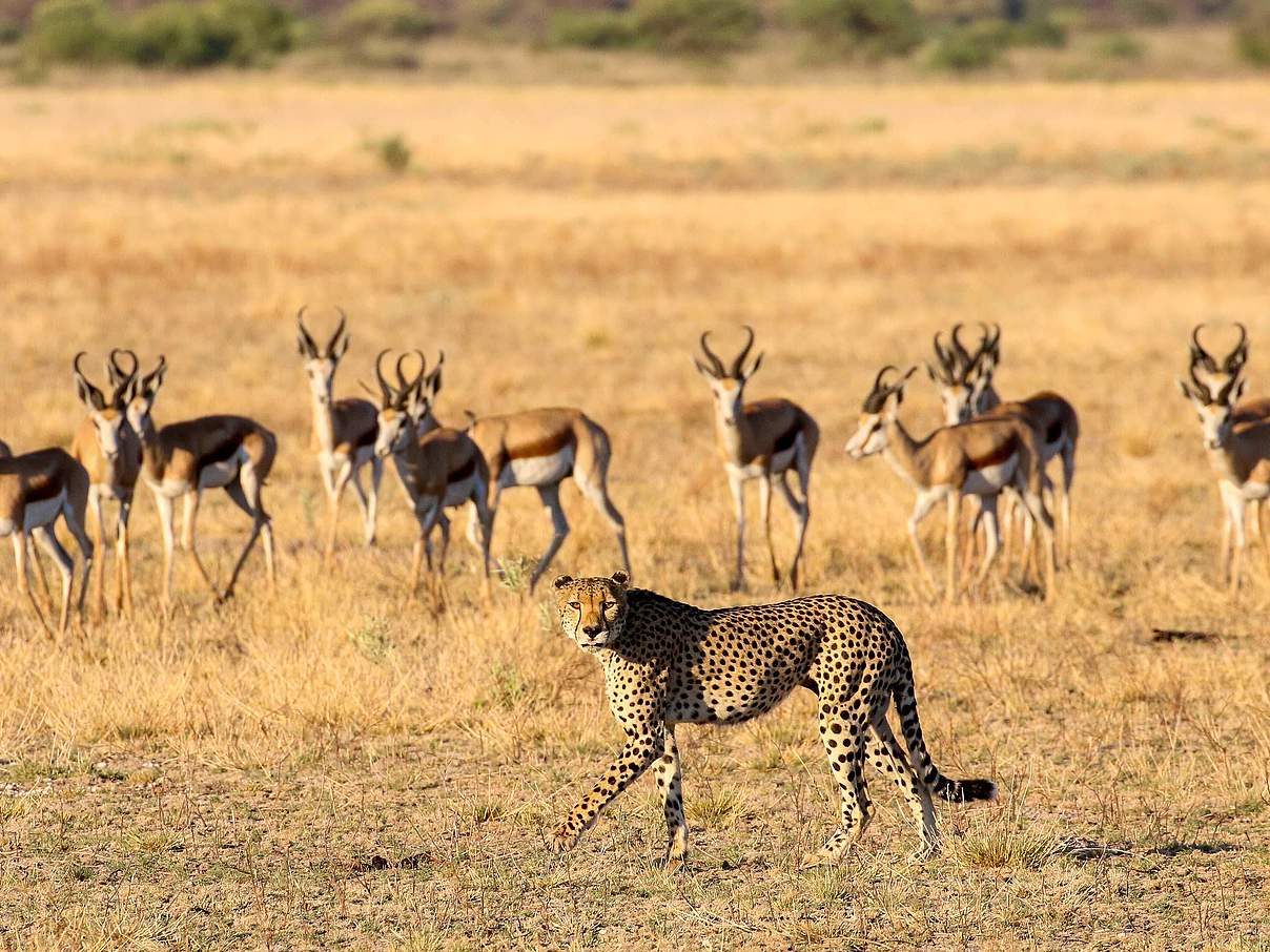 Gepard auf der Jagd © Jeff Muller / WWF USA