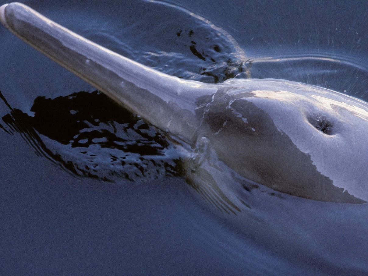 Der Jangtse-Flussdelfin ist bereits ausgestorben © naturepl.com / Mark Carwardine / WWF