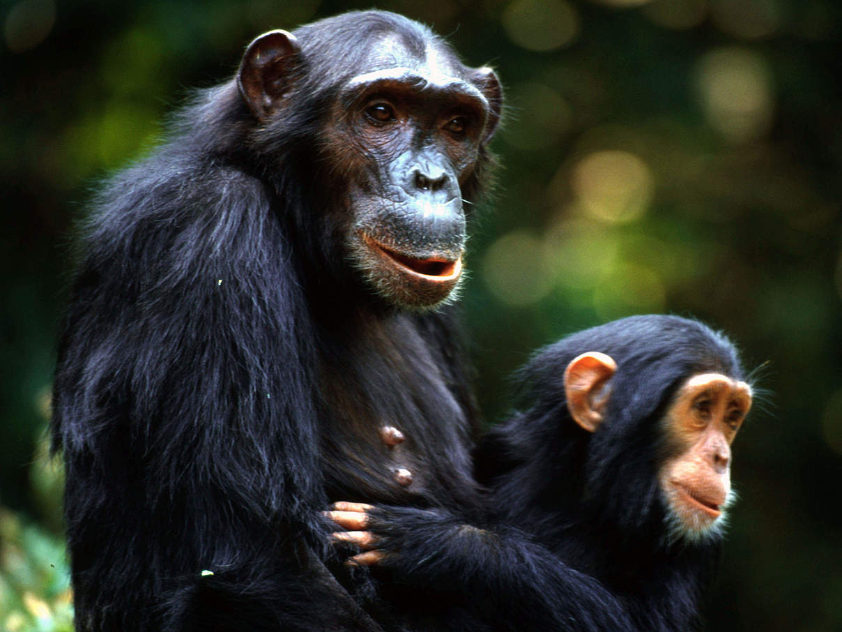 Schimpansen-Mutter mit Jungtier © Michel Gunther / WWF