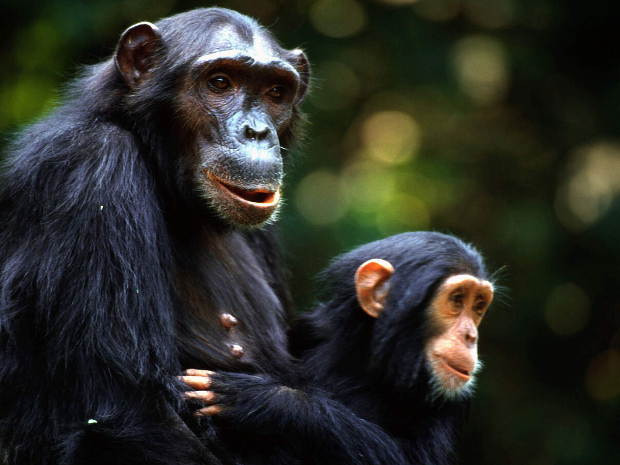Schimpansen-Mutter mit Jungtier © Michel Gunther / WWF