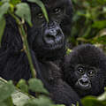 Gorillafamilie im Virunga-Nationalpark © Brent Stirton / Reportage for Getty Images / WWF