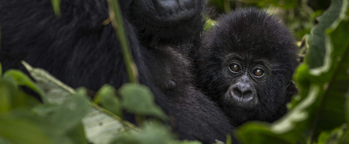 Gorillafamilie im Virunga-Nationalpark © Brent Stirton / Reportage for Getty Images / WWF