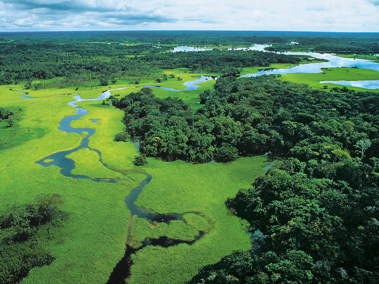 Wald © WWF Canon / Michel Roggo