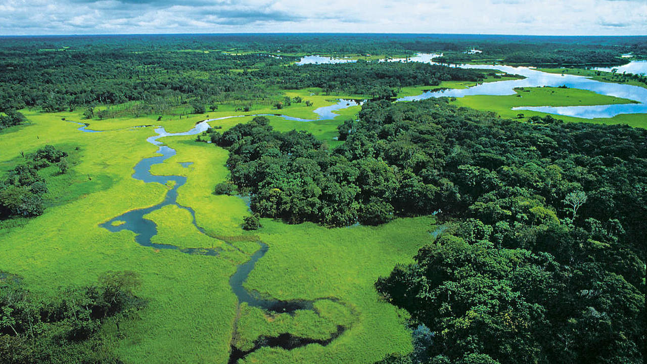 Wald © WWF Canon / Michel Roggo