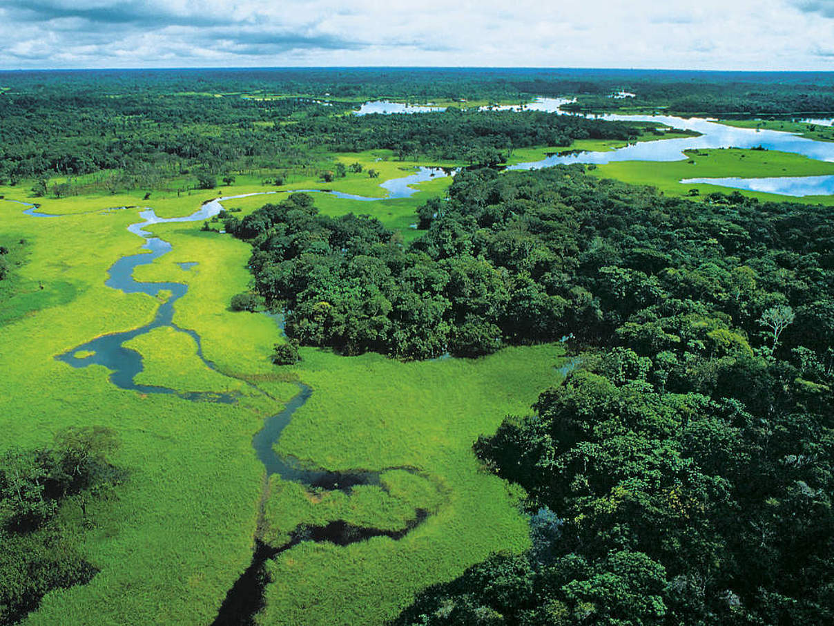 Wald © WWF Canon / Michel Roggo