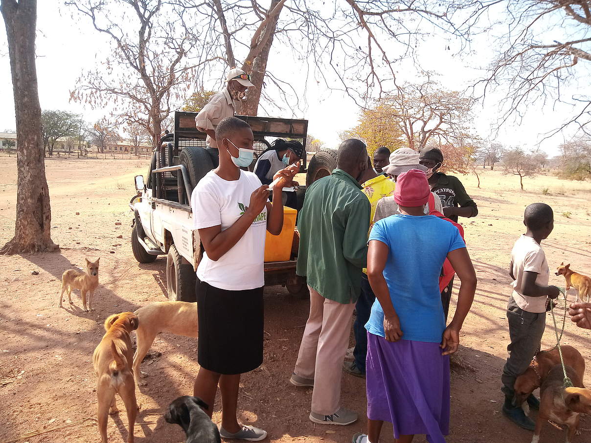 Der Sammelpunkt für die Impfung der Haushunde © Victoria Falls Wildlife Trust Der Sammelpunkt für die Impfung der Haushunde © Victoria Falls Wildlife Trust