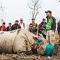 Nashorn-Umsiedlung © Samir Jung Thapa / Hariyo Ban Program / WWF Nepal
