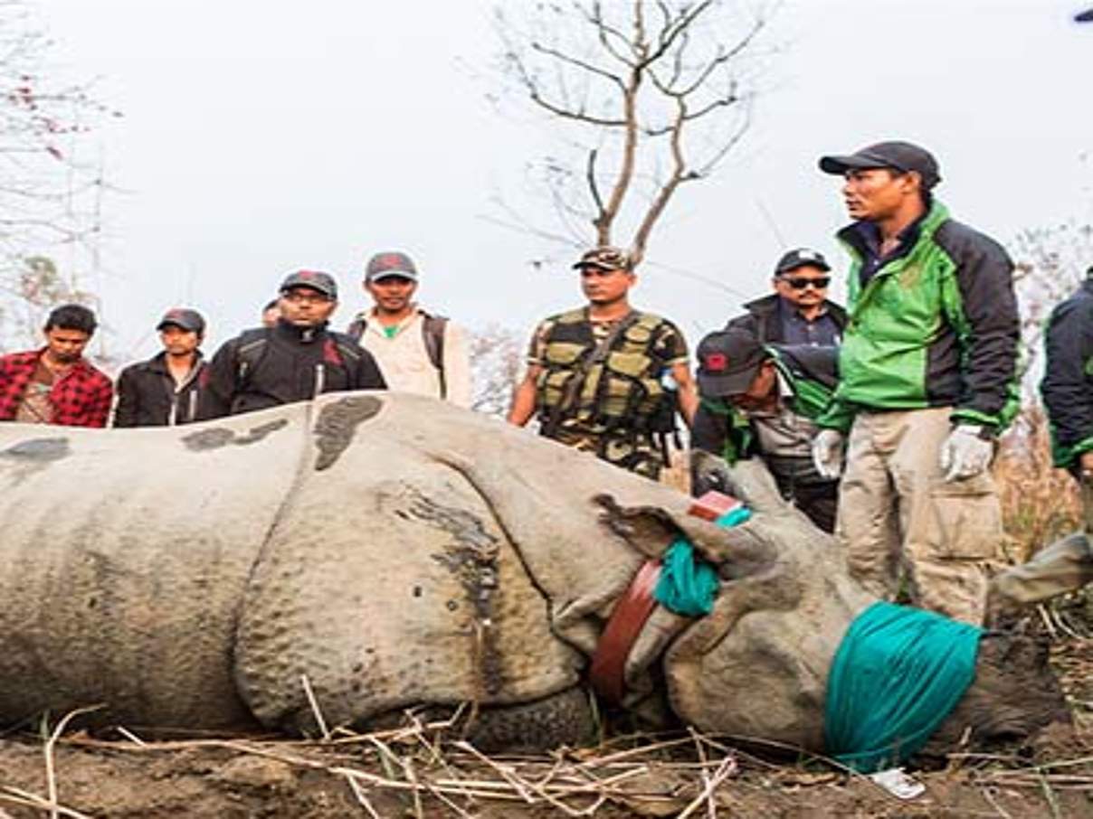 Nashorn-Umsiedlung © Samir Jung Thapa / Hariyo Ban Program / WWF Nepal