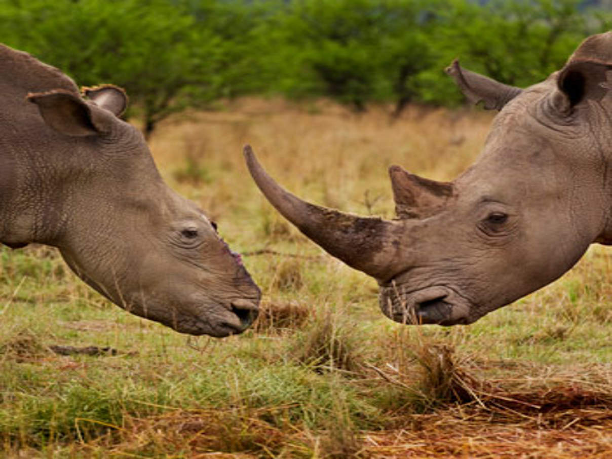 1028 Nashörner sind in Südafrika 2017 der Wilderei zum Opfer gefallen © Brent Stirton/Getty Images