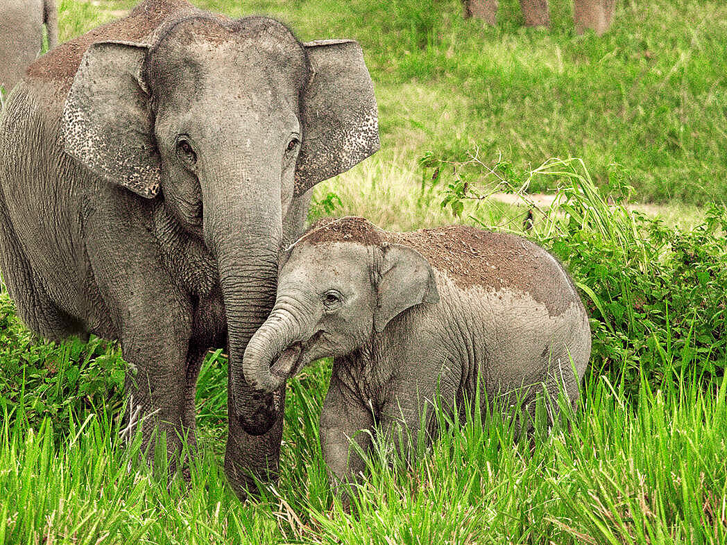 Asiatische Elefanten im Kui Buri-Nationalpark © Wayuphong Jitvijak / WWF Thailand
