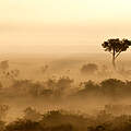 Bodennebel bei Sonnenaufgang in der Masai Mara in Kenia © IMAGO / blickwinkel