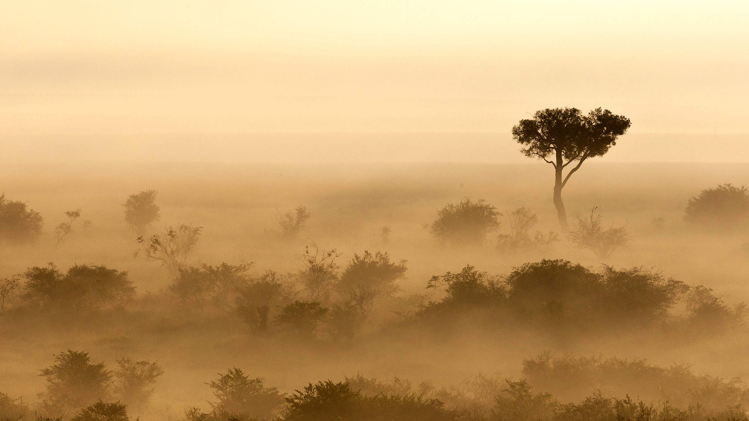 Bodennebel bei Sonnenaufgang in der Masai Mara in Kenia © IMAGO / blickwinkel