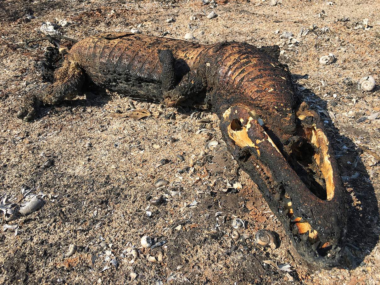 Verbrannter Kaiman © Edmar Pereira Melo / WWF Brasilien