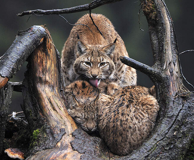 Eurasischer Luchs mit Nachwuchs