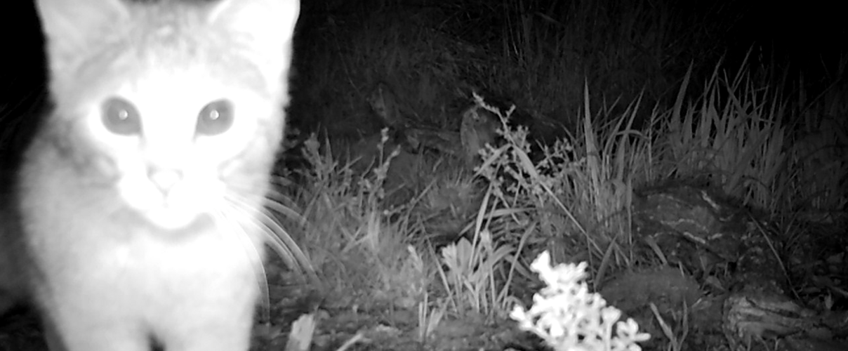 Eine Wildkatze blickt in eine Wildtierkamera an der Mittlere Elbe in Dessau.