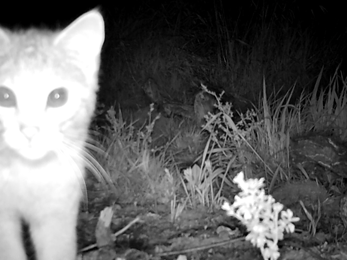 Eine Wildkatze blickt in eine Wildtierkamera an der Mittlere Elbe in Dessau.