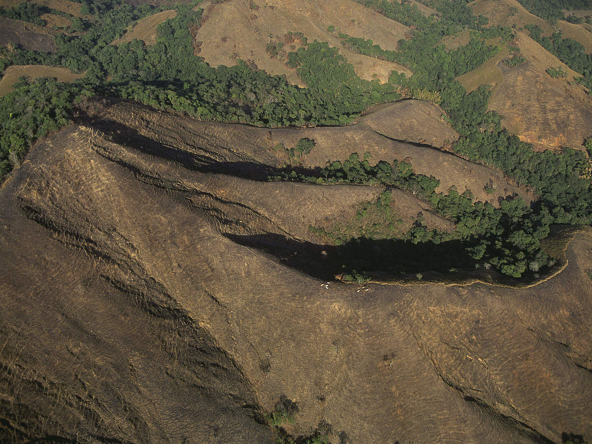 Abholzung in Brasilien © Edward Parker / WWF