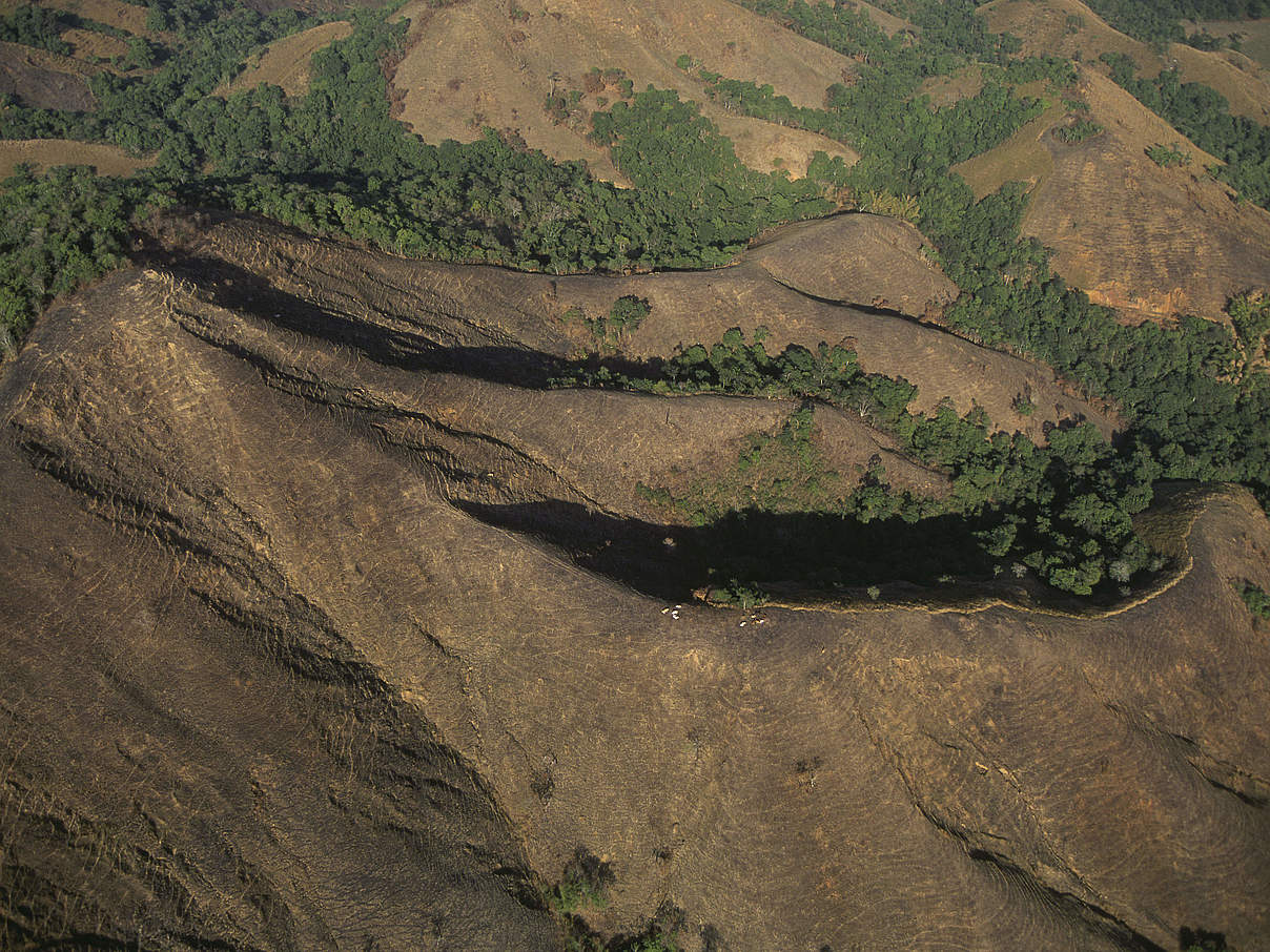 Abholzung in Brasilien © Edward Parker / WWF