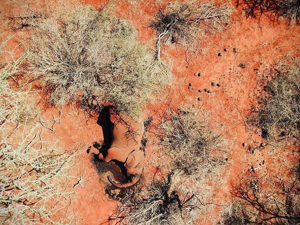 Elefanten sind von der furchtbaren Dürre besonders betroffen © WWF Kenia
