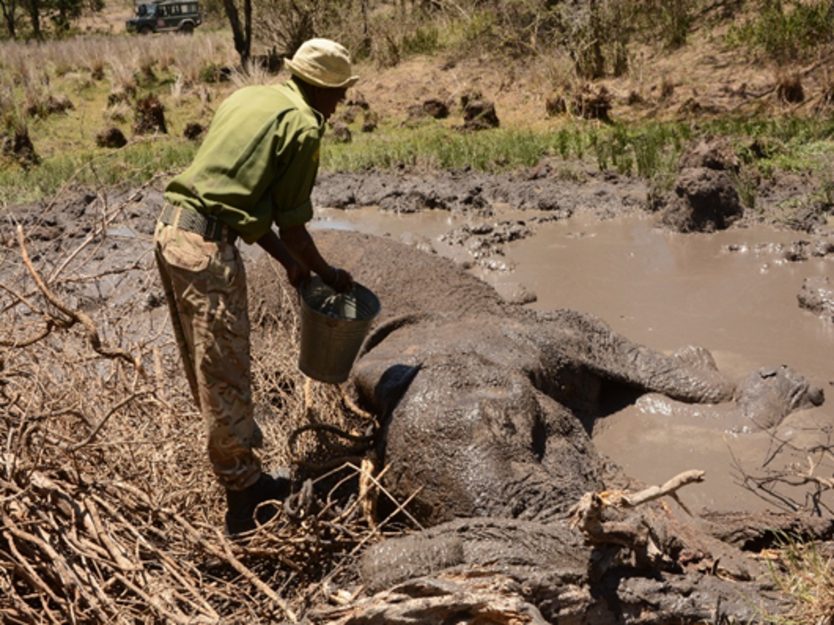 Eine Elefantenkuh liegt verletzt im Schlamm © Elephant Aware Project