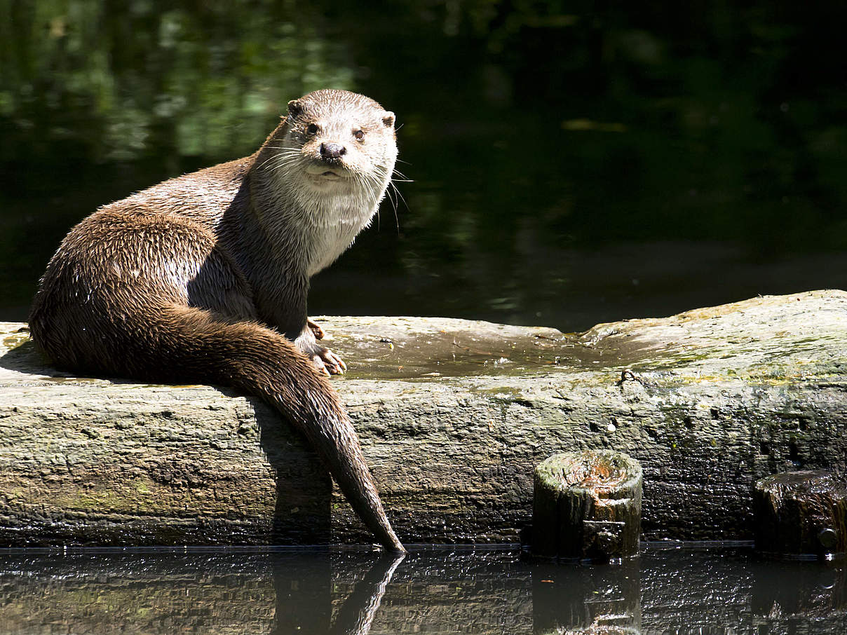 Fischotter © Ralph Frank / WWF