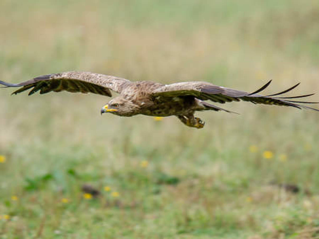 Schreiadler © iStock / GettyImages