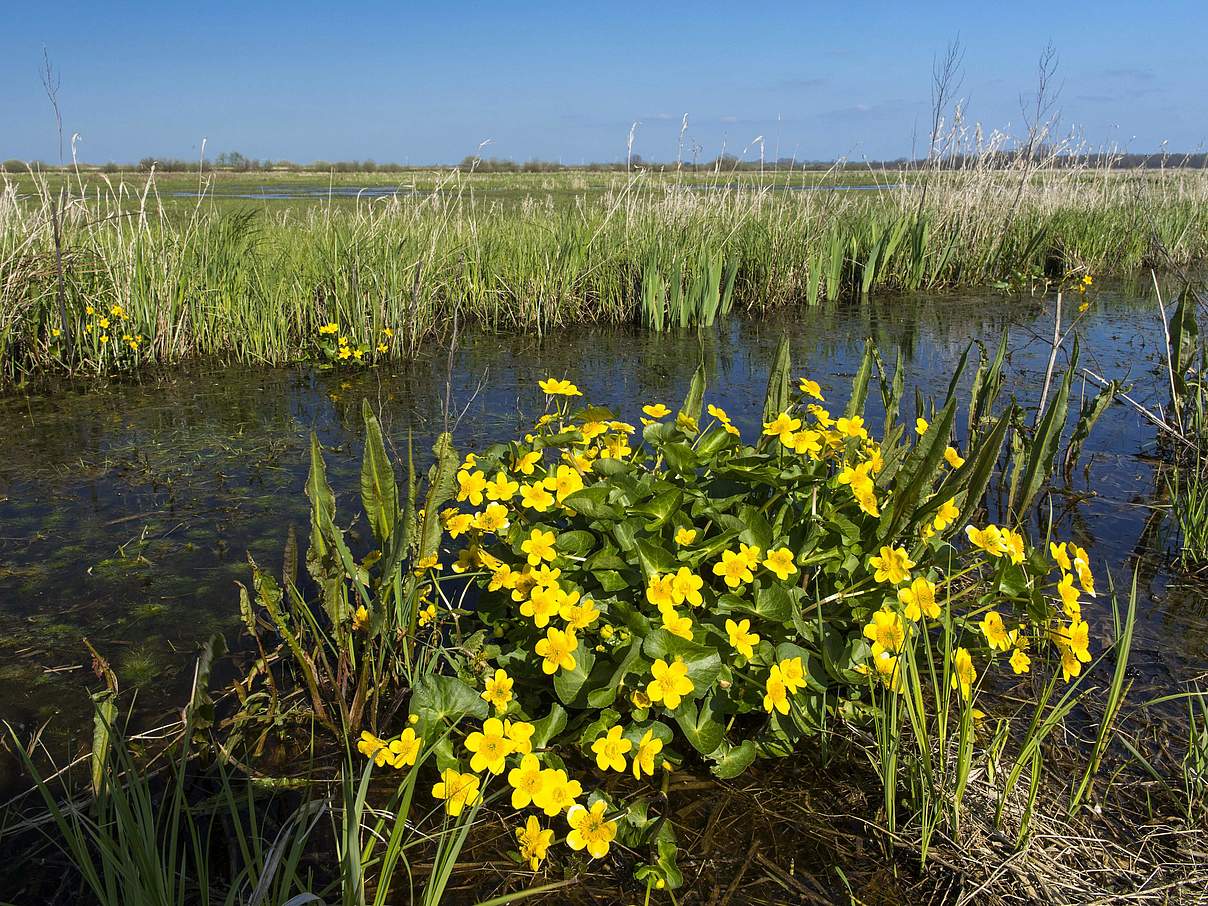 Sumfpdotterblume an einem Wassergraben © blickwinkel / McPHOTO / Rolfes