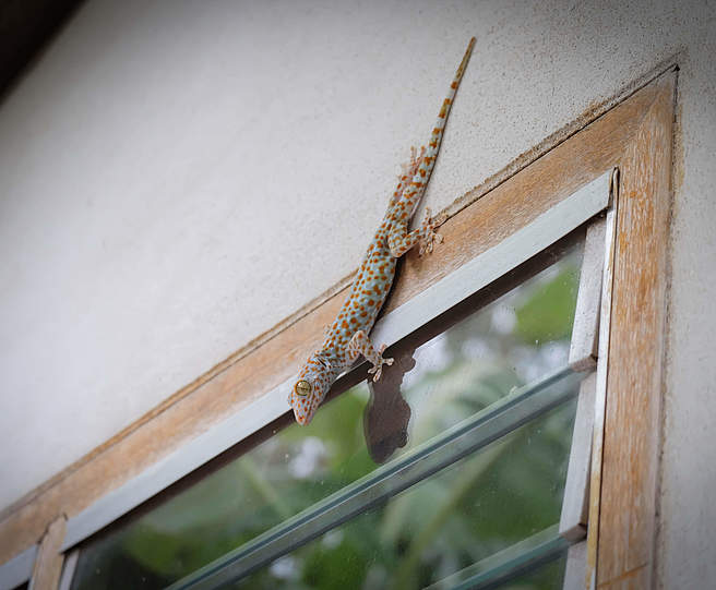 Tokeh an der Hauswand © Toukung / iStock / Getty Images Plus